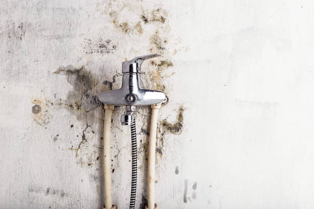 Best Mold Damage Repair  in Suffield Depot, CT