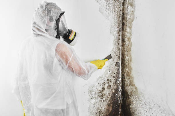 Best Commercial Mold Removal  in Suffield Depot, CT