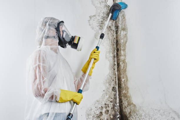 Best Black Mold Removal  in Suffield Depot, CT