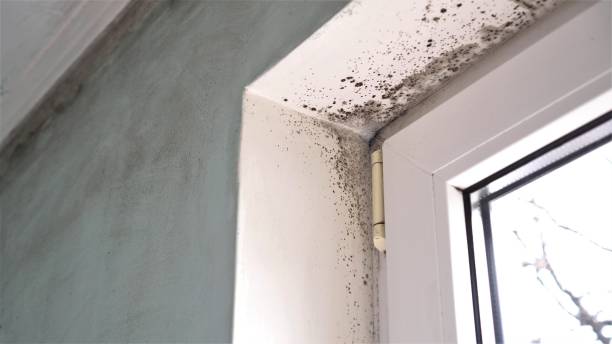 Best Fast Mold Removal  in Suffield Depot, CT