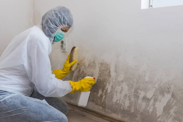 Attic Mold Removal in Suffield Depot, CT