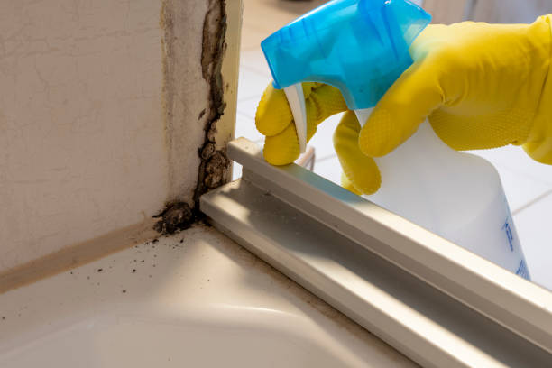 Best Local Mold Removal Service  in Suffield Depot, CT
