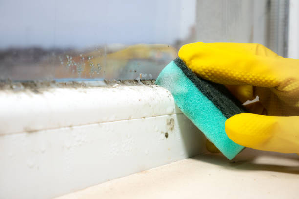 Crawl Space Mold Removal in Suffield Depot, CT