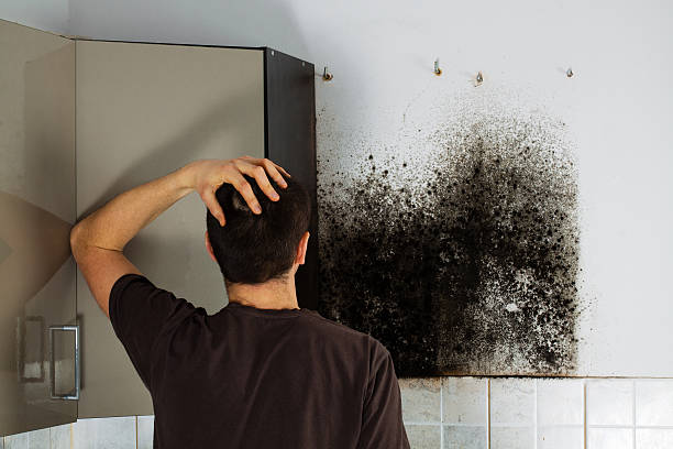 Professional Mold Removal in Suffield Depot, CT
